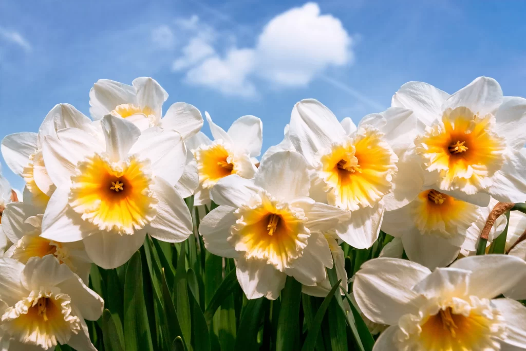 White Daffodil Yellow Center Petals Blooming Blue Sky