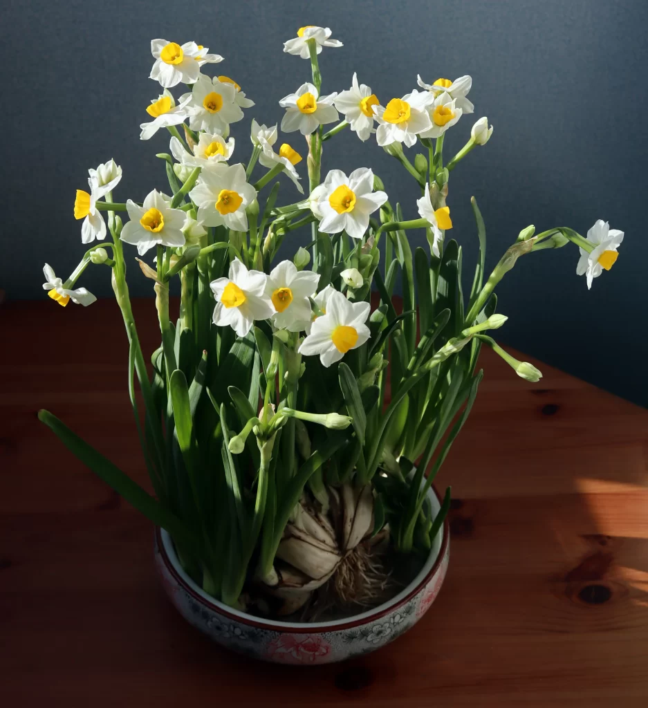 White Daffodil Yellow Center Petals Green Leaves Bowl