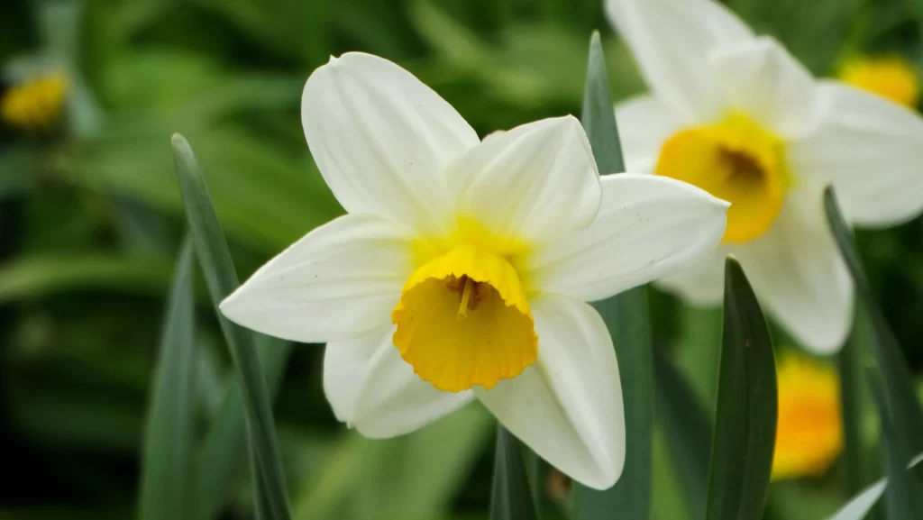 White Daffodil Yellow Center Petals Green warm Leaves