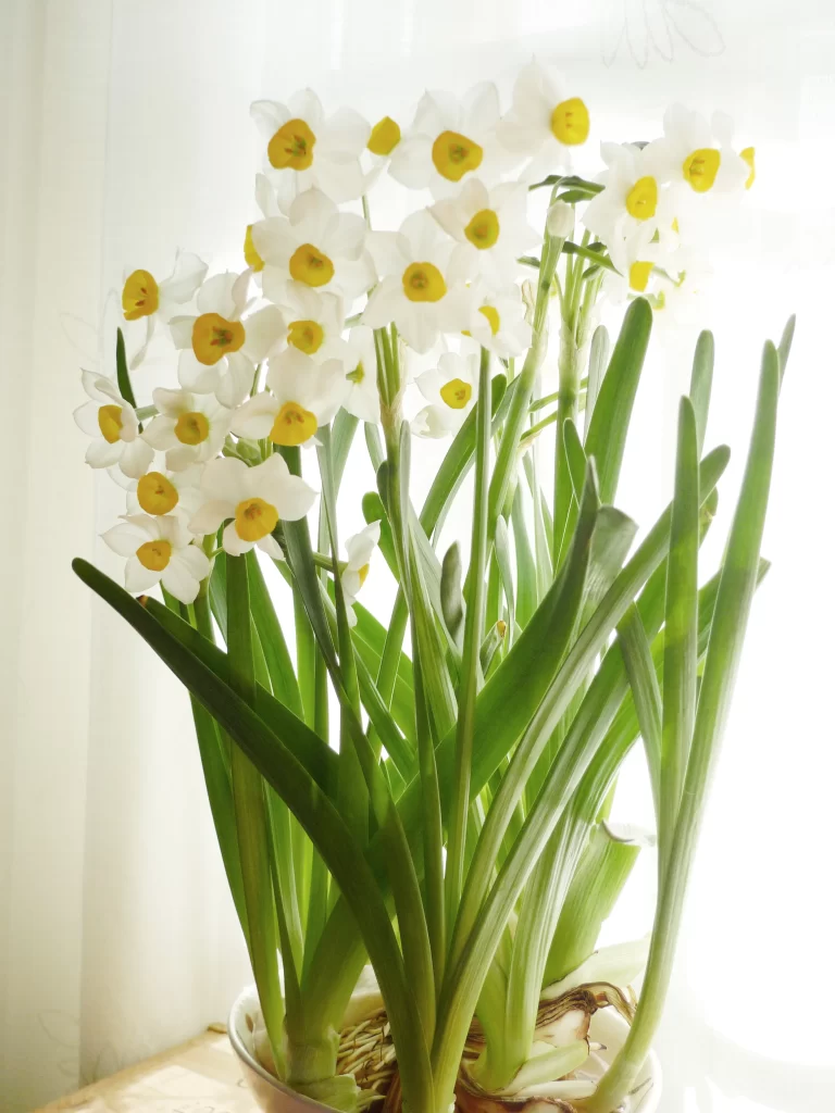 White Daffodil Yellow Center Petals Green warm Leaves