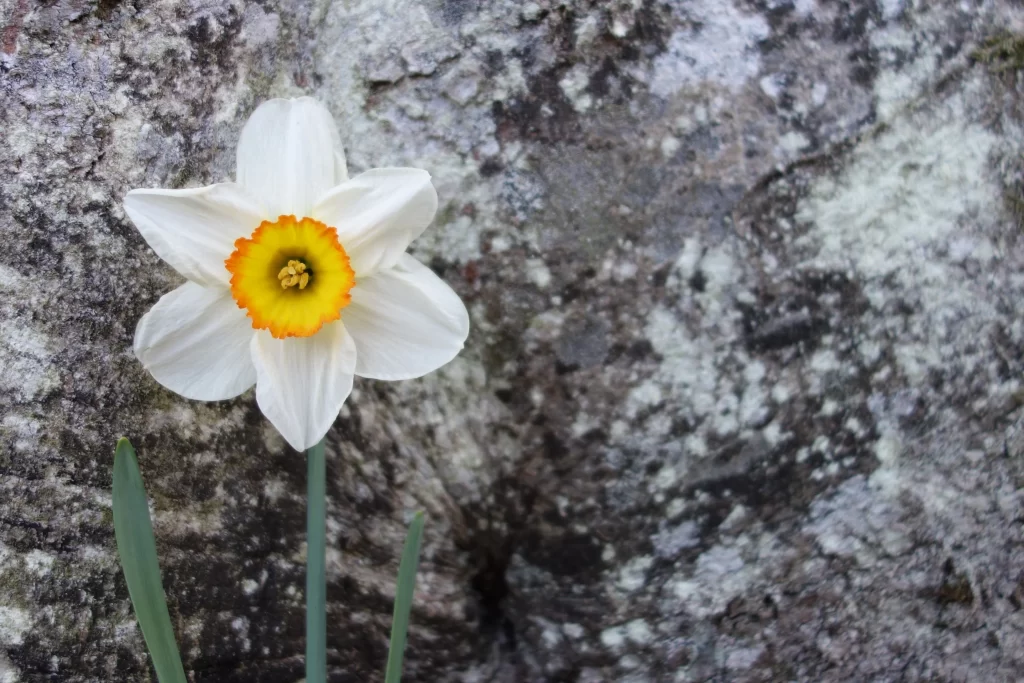 White Daffodil Yellow Center Orange Rim Petals