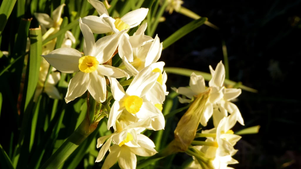 White Daffodil Yellow Center Petals warm Sunlight