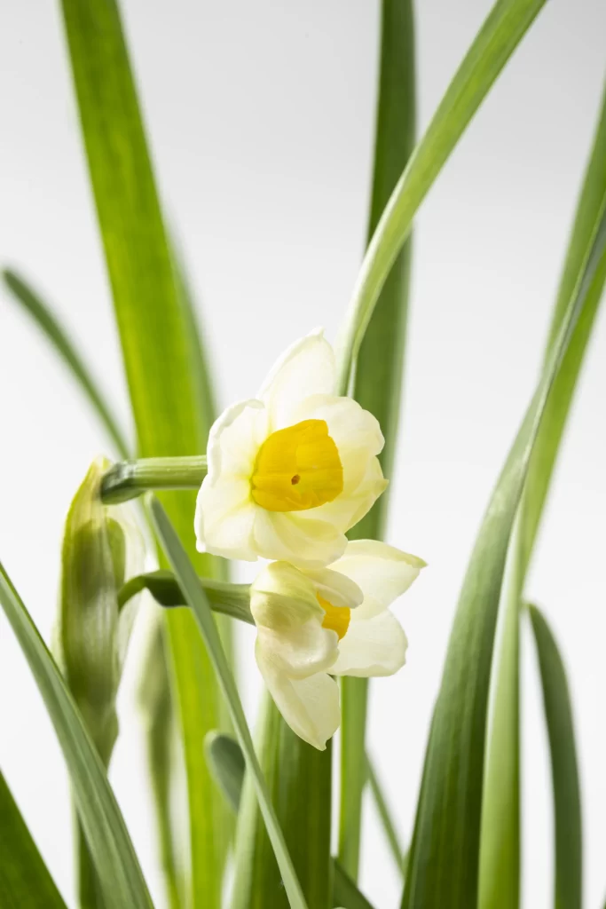 White Daffodil Yellow Center Petals Green warm Leaves