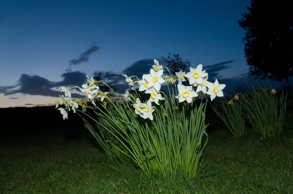 White Daffodil Yellow Center Petals Green gray Leaves