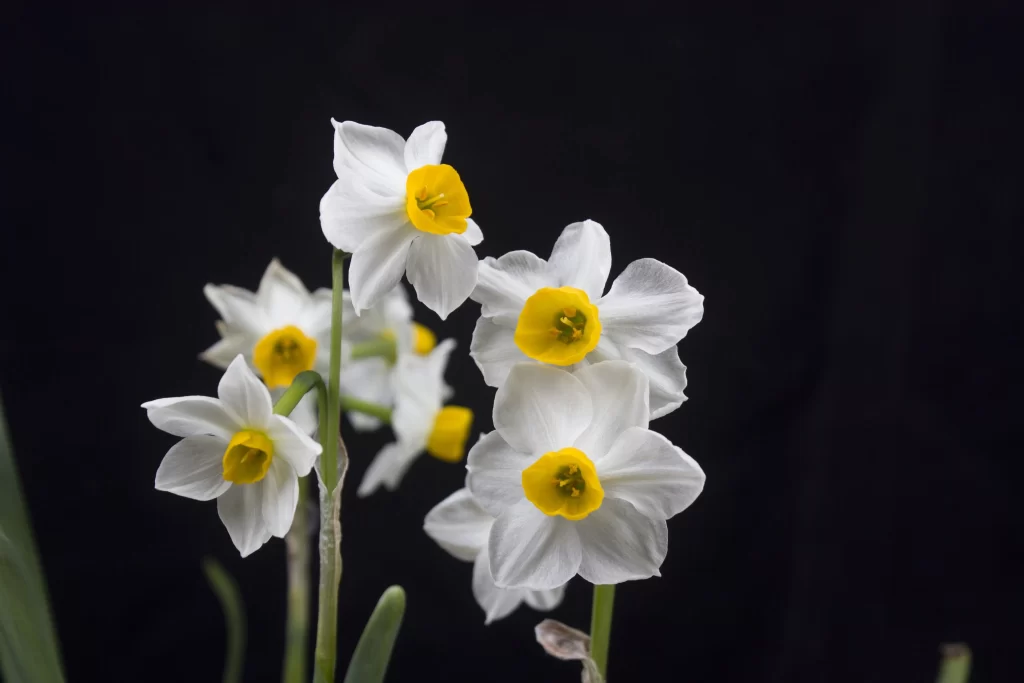 White Daffodil Yellow Center Petals Blooming