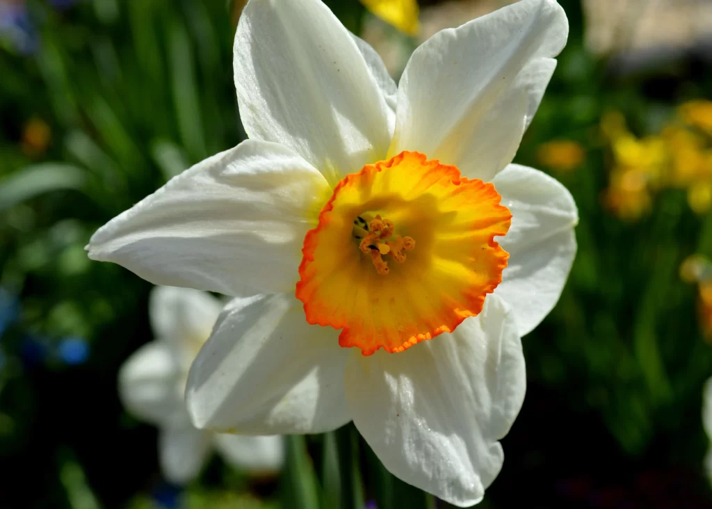 White Daffodil Yellow Orange Center Petals Sunlit