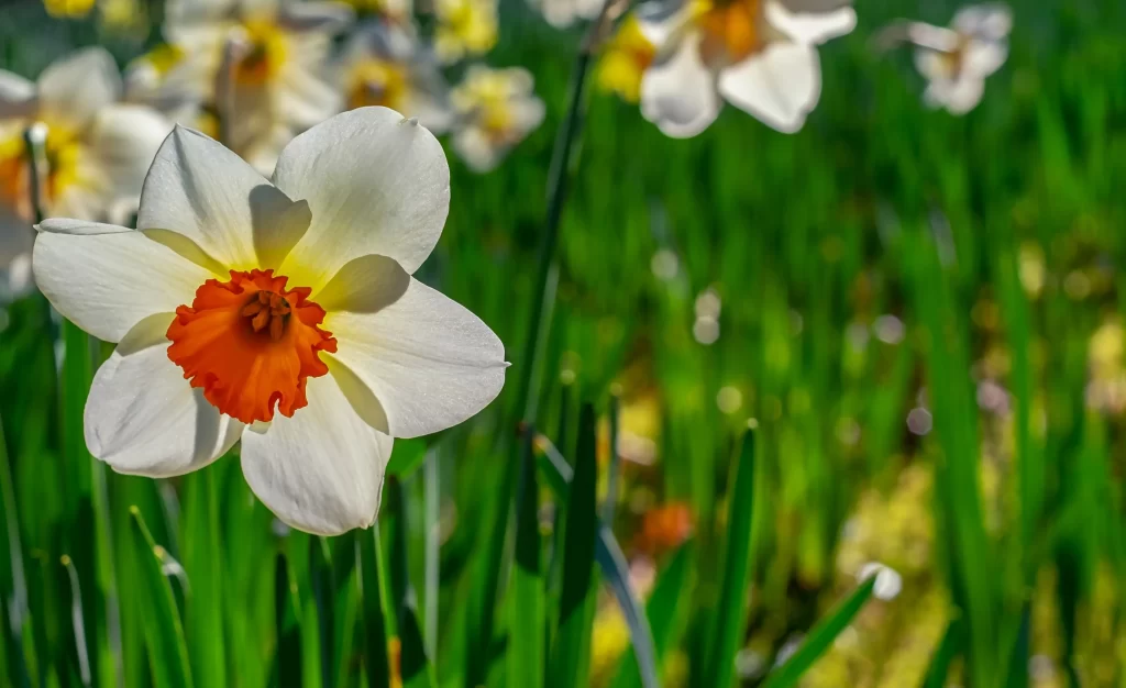 White Daffodil Yellow Orange Center Petals Green Grass