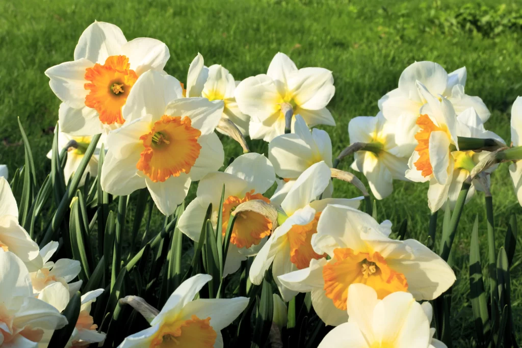 White Daffodil Yellow Orange Petals Sunlit Green Lawn