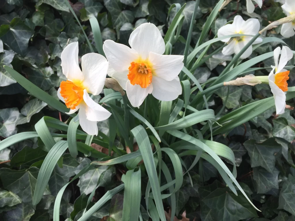 White Daffodil Yellow Orange Petals Green Leaves