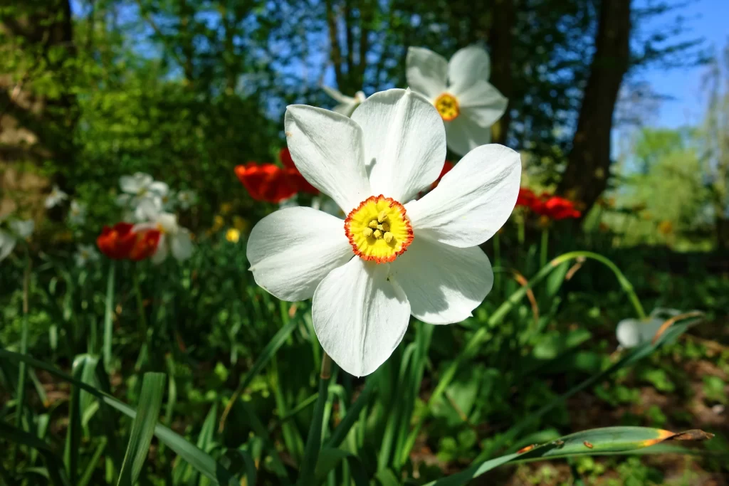 White Daffodil Yellow Orange Center Petals Green Leaves