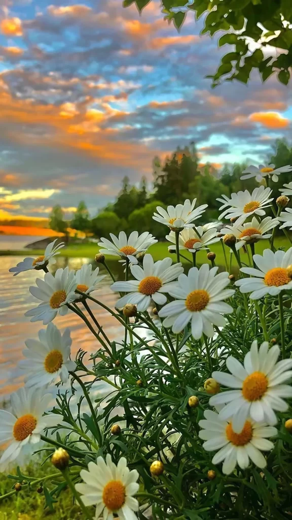 White Daisies Yellow Centers Green Leaves Sunset Sky