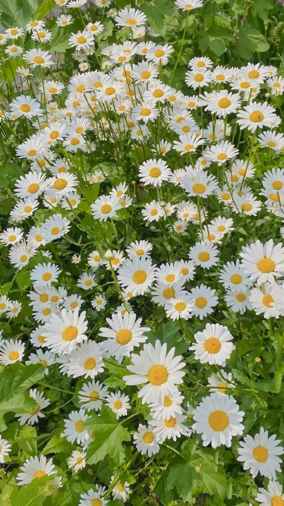 White Daisies Yellow Center Petals Green Leaves