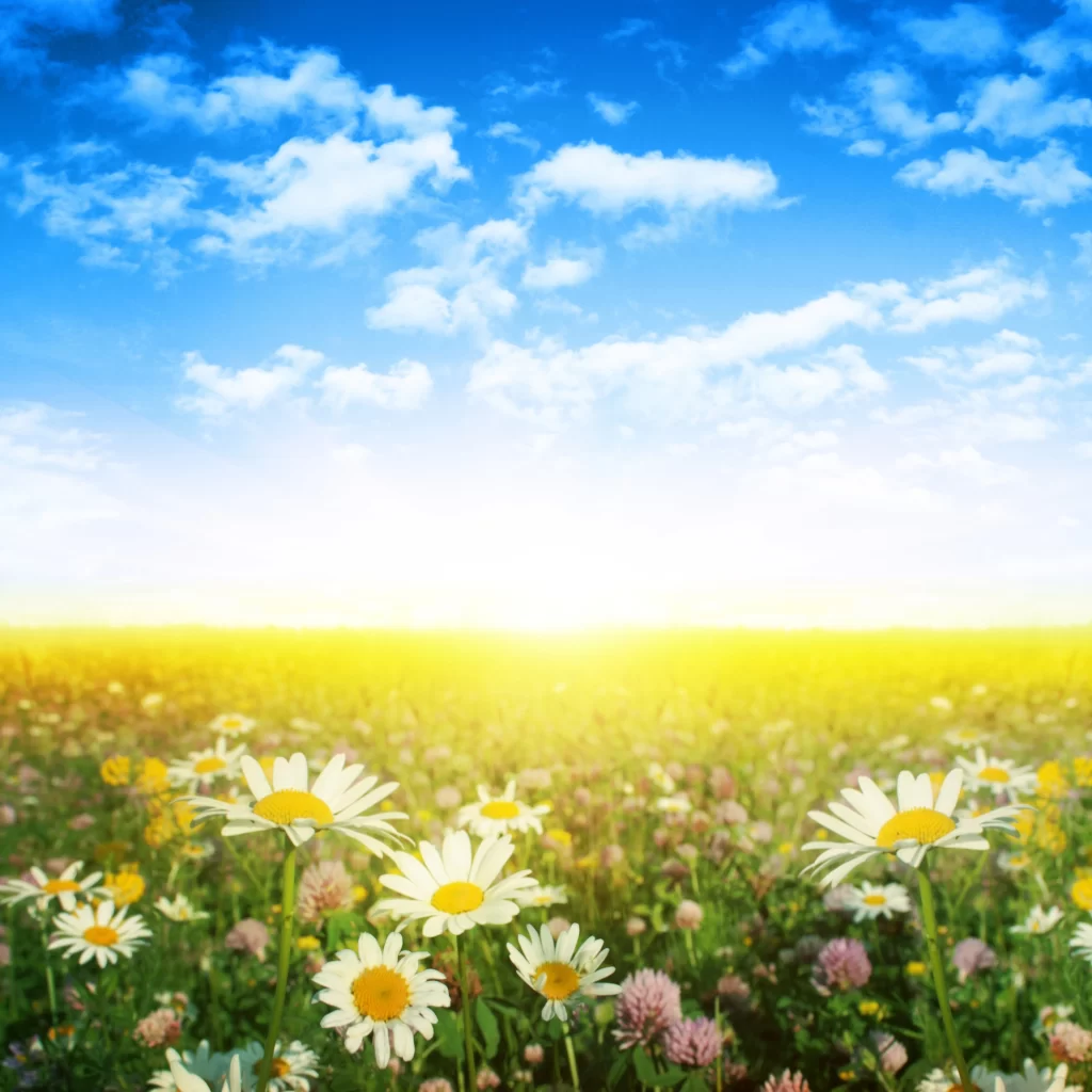White Daisies Yellow Center Green Grass Blue Sky Clouds