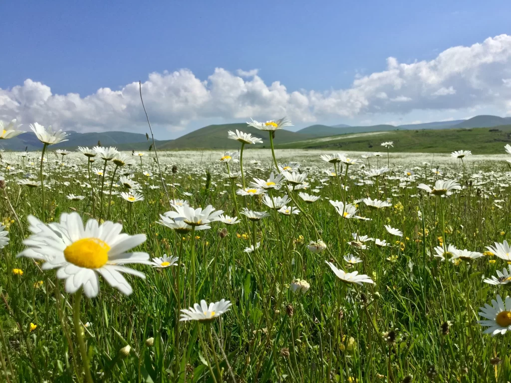 White Daisies Yellow Center Green Grass Blue Sky