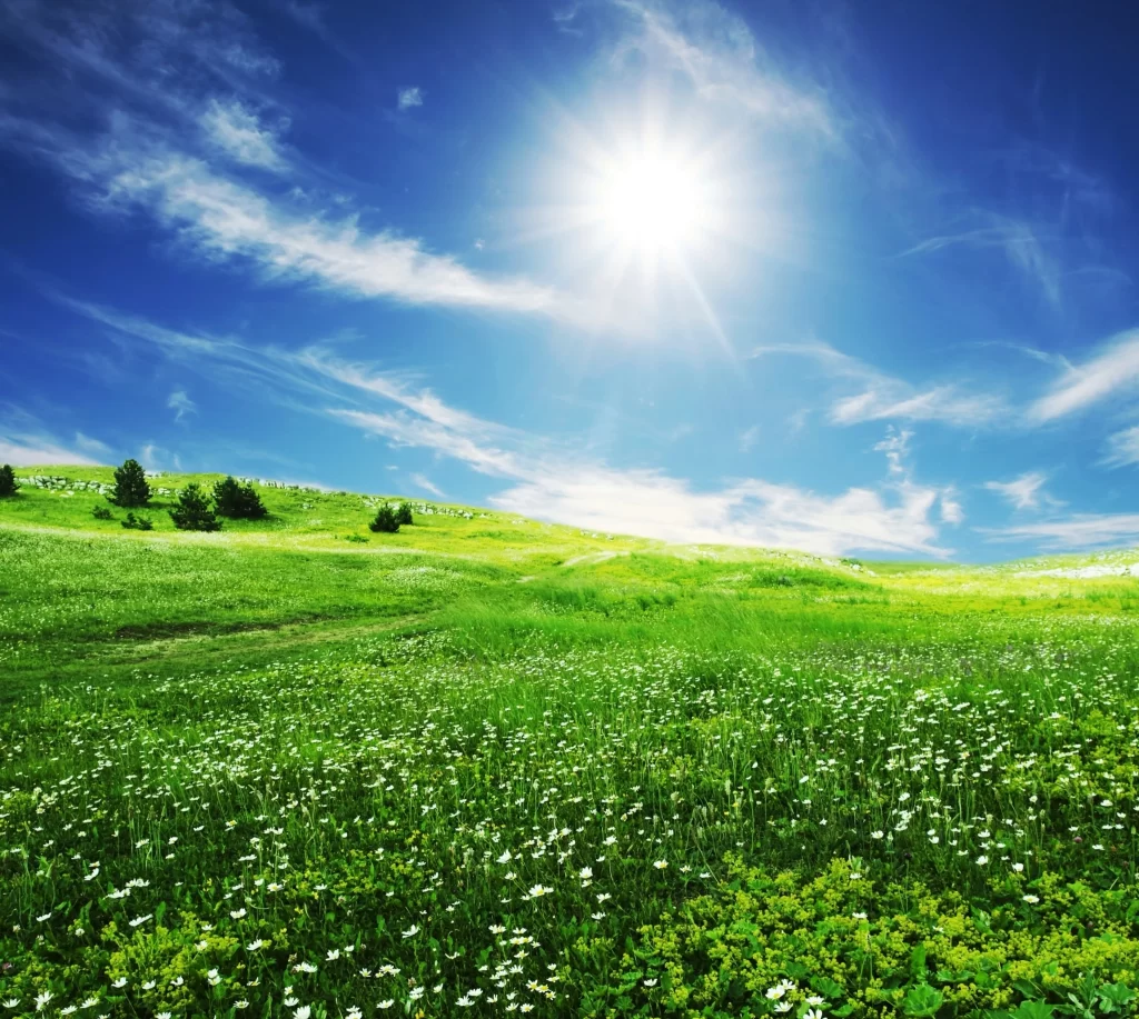 White Daisy Blooms Green Grass Sunlit Field