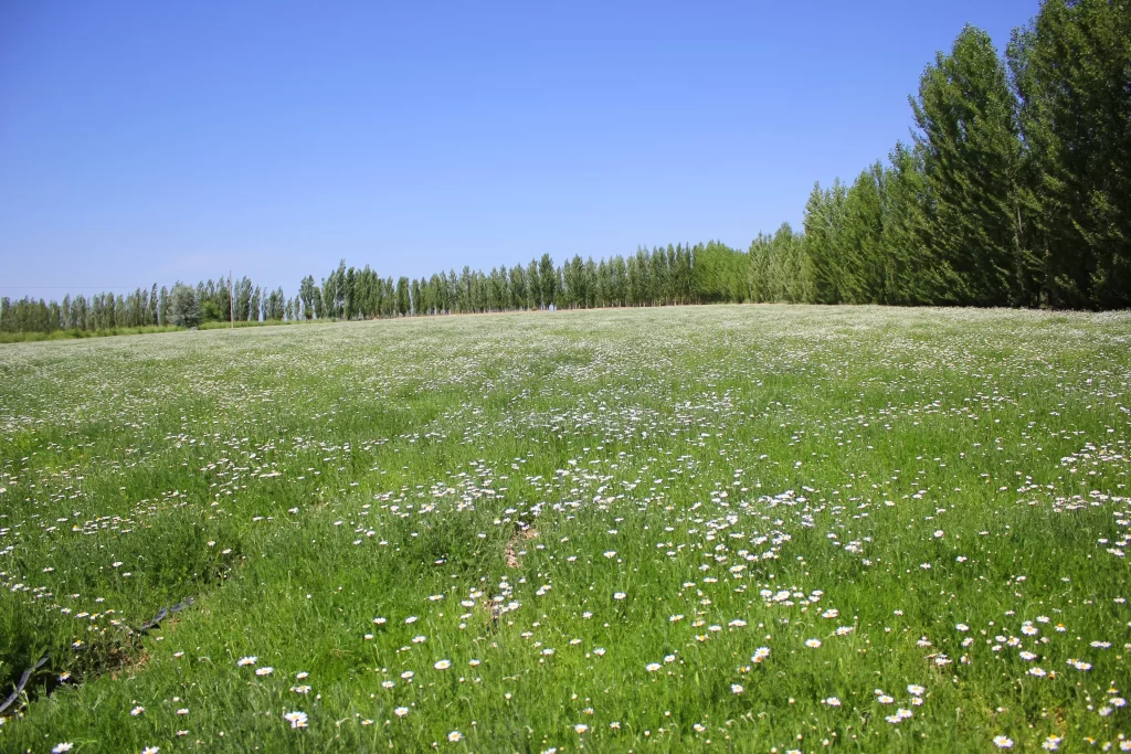 White Daisy Field Green Grass Blue gray Sky