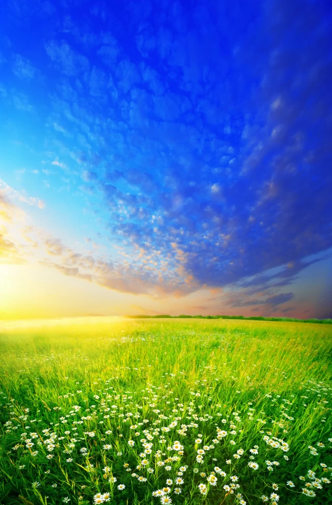 White Daisy Field Green Grass Blue cool Sky