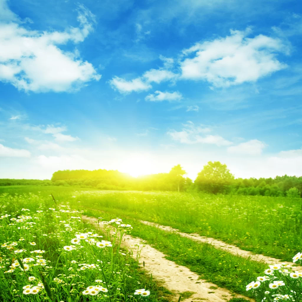White Daisy Field Sunlight Green Grass Blue Sky