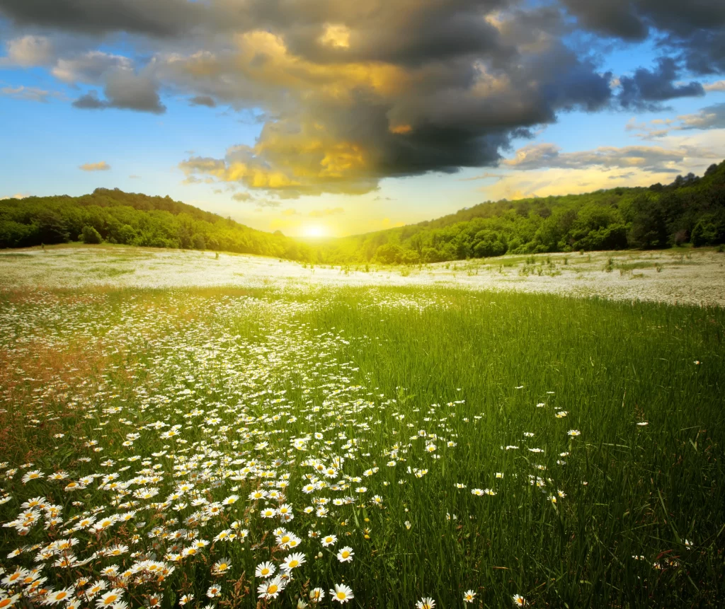 White Daisy Field Sunlight Greenery Clouds