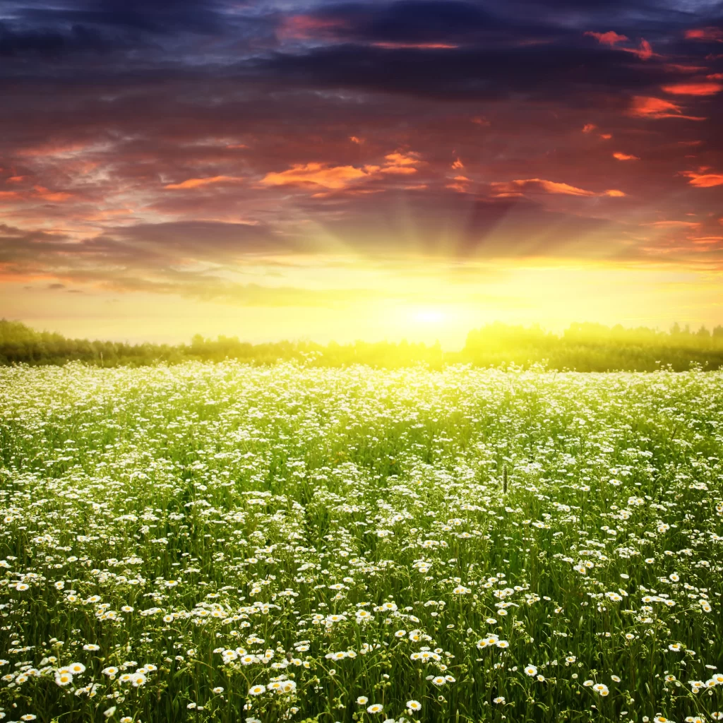White Daisy Field Sunlight Blooming Greenery