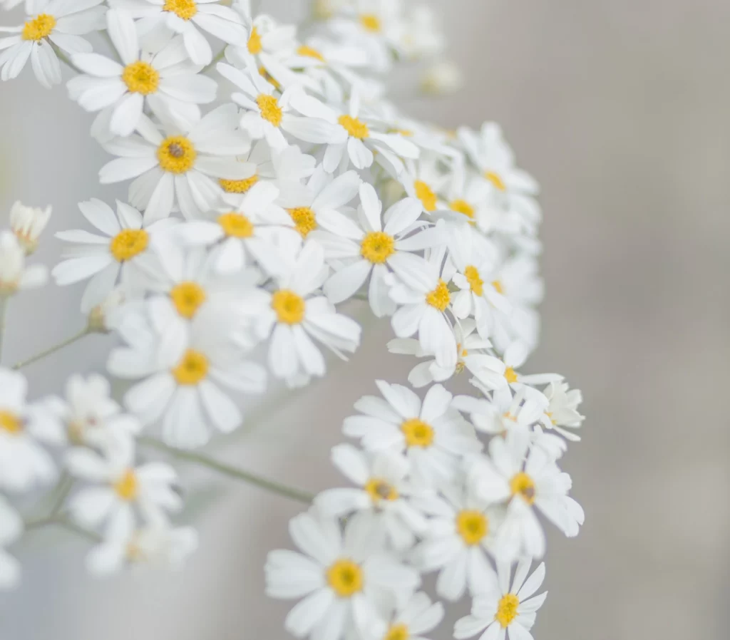 White Daisy Petals Yellow Center Delicate