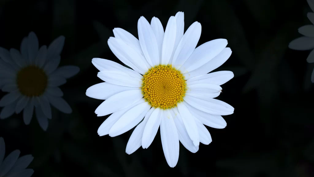 White Daisy Petals Yellow Center
