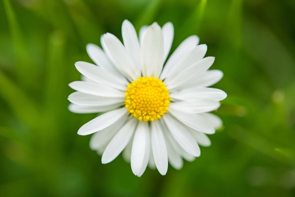 White Daisy Petals Yellow Center Green Background
