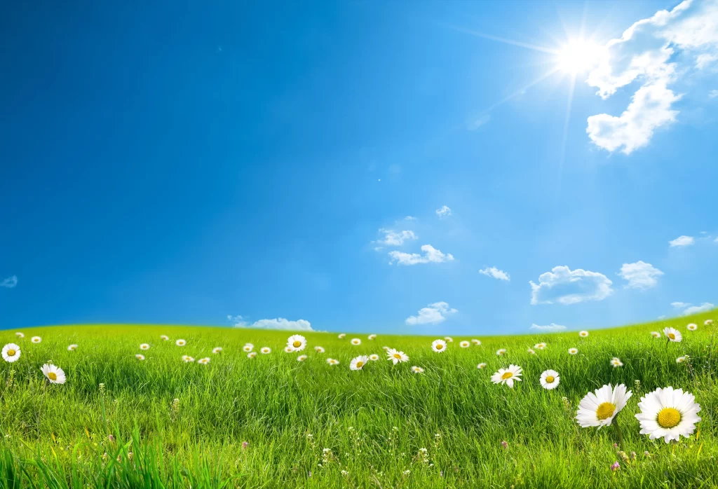 White Daisy Sunlit Field Blue Sky Bright
