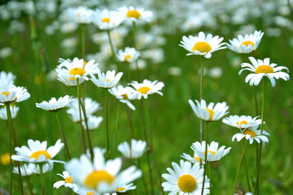 White Daisy Yellow Center Petals Green Stems