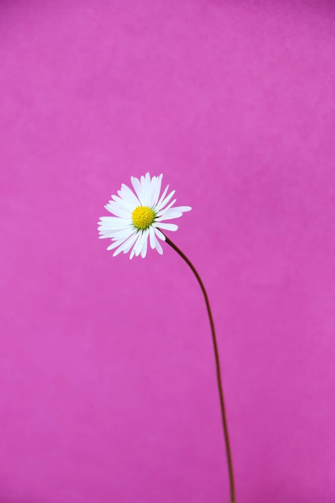 White Daisy Yellow Center Petals Stem Pink Background