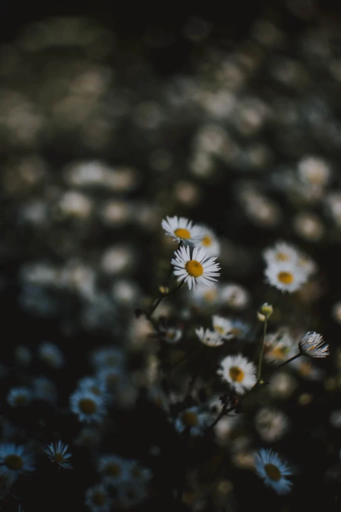 White Daisy Yellow Center Petals Nature