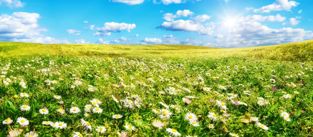 White Daisy Yellow Center Blooming Field Green Grass Blue Sky