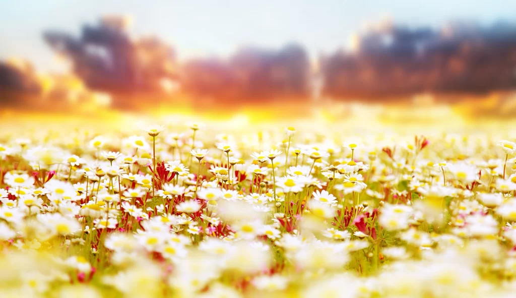 White Daisy Yellow Center Field Sunlight