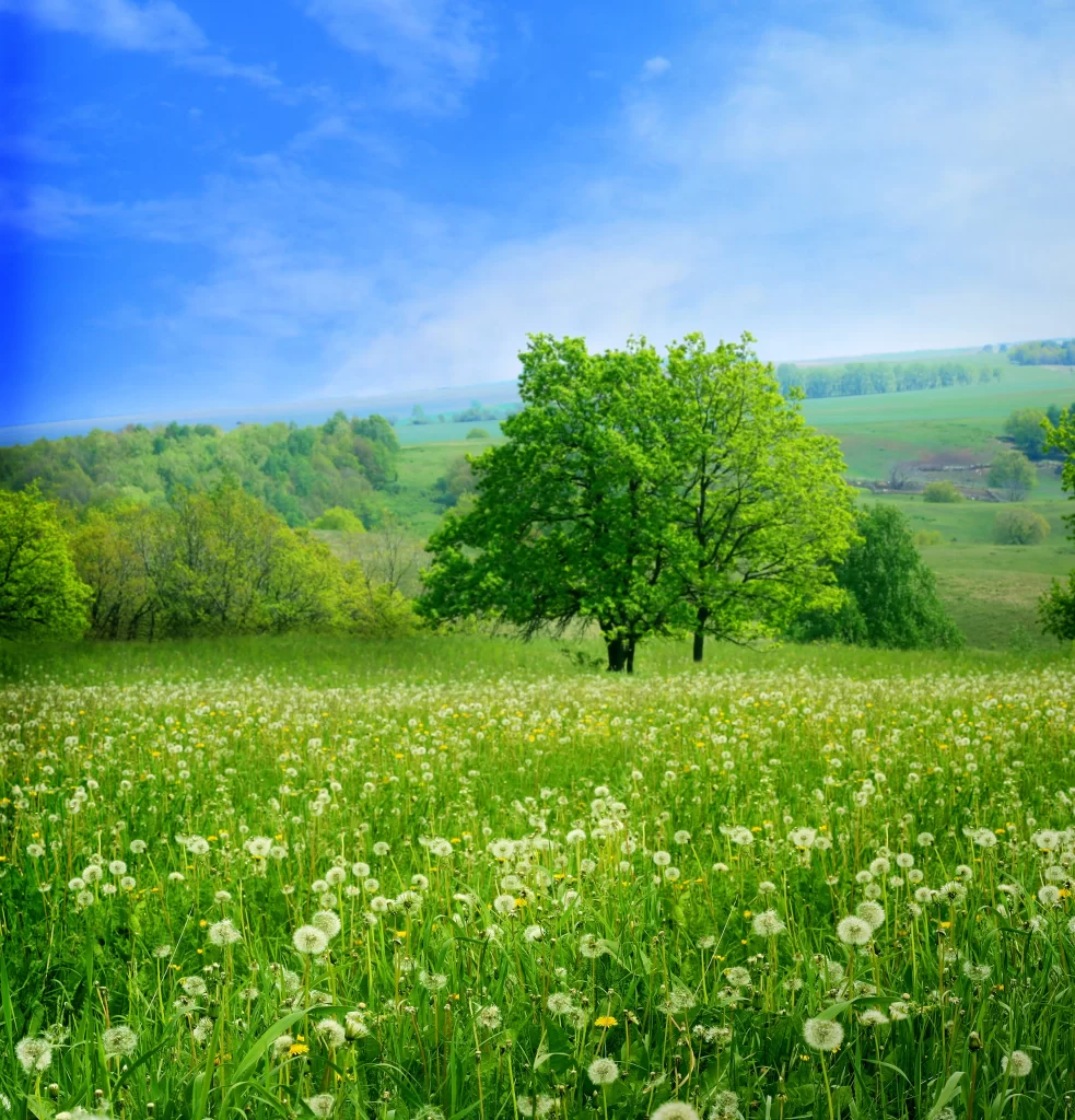 White Dandelion Meadow Green Grass Blue Sky