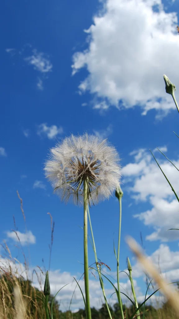 White Dandelion Seed Head Blue Sky Clouds Green Stems