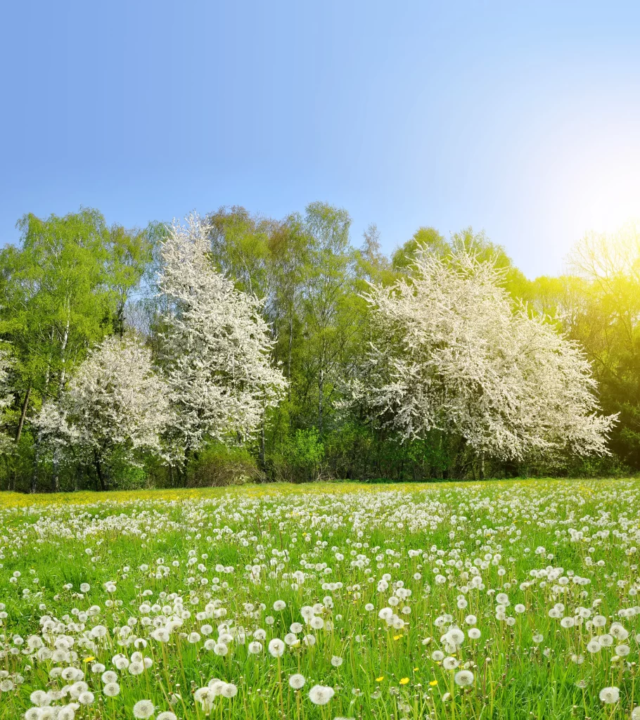 White Dandelions Green Grass Blooming Trees Sunlight
