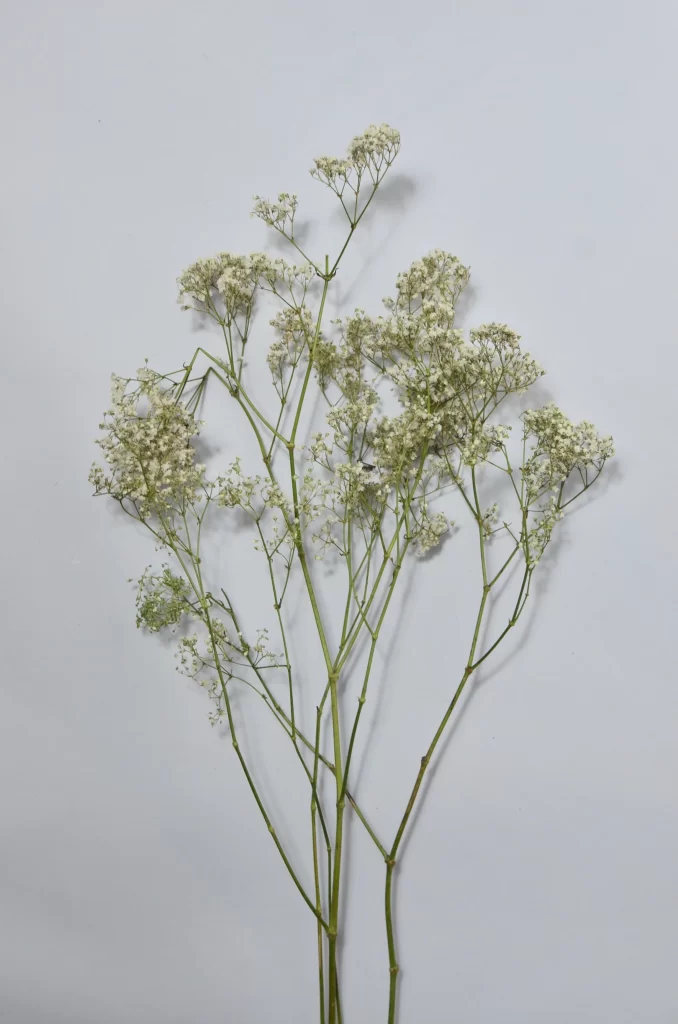 White Delicate Tiny Blooms Green Stems