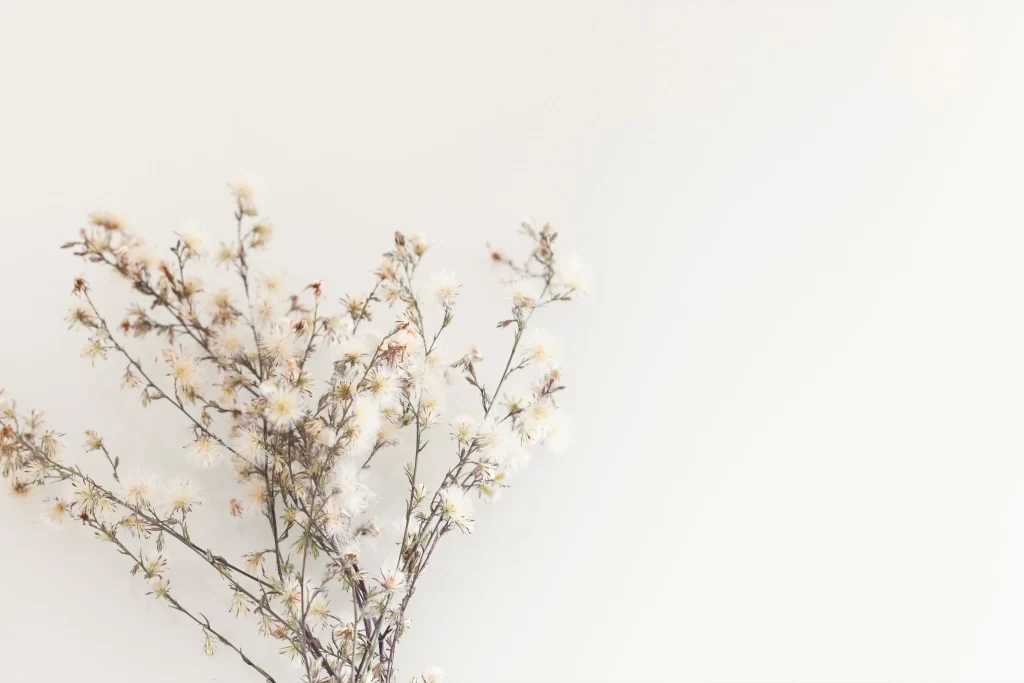 White Dried Flower Delicate Branches Soft Texture