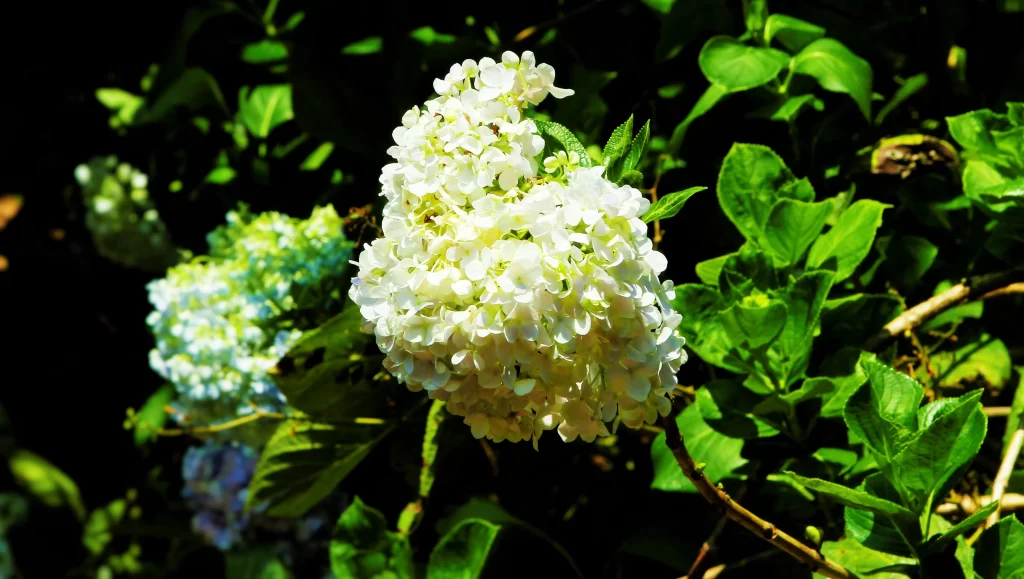 White Hydrangea Blooms Petals Green Leaves