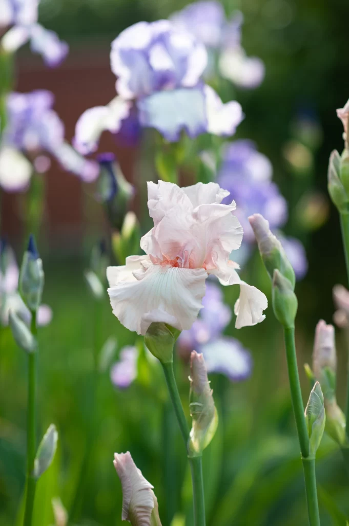 White Iris Petals Blooming Green Stems
