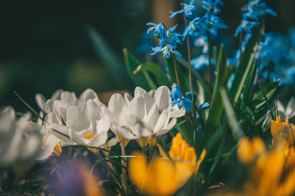 White Iris Petals Blue Flowers Yellow Blooms