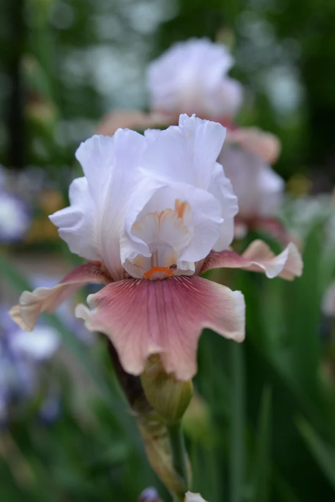 White Iris Petals Pink Center Ruffled Edges