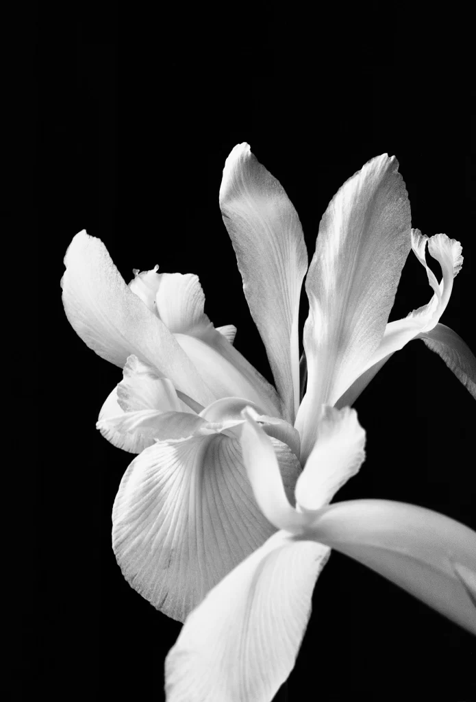 White Iris Petals Texture Contrast Black Background