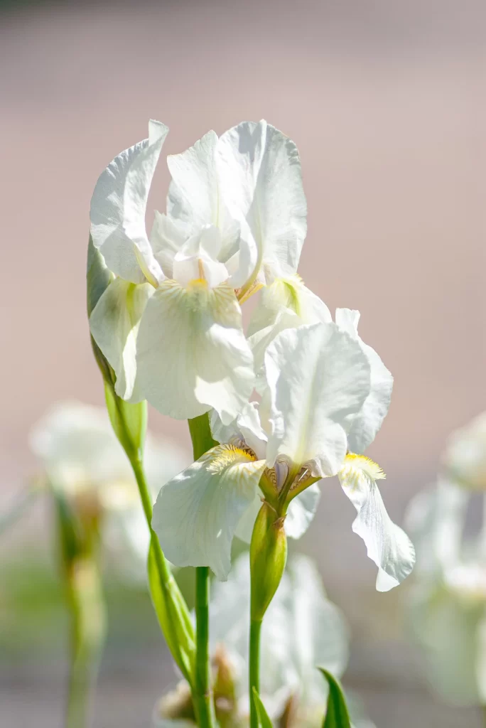 White Iris Petals Yellow Center Green Stems