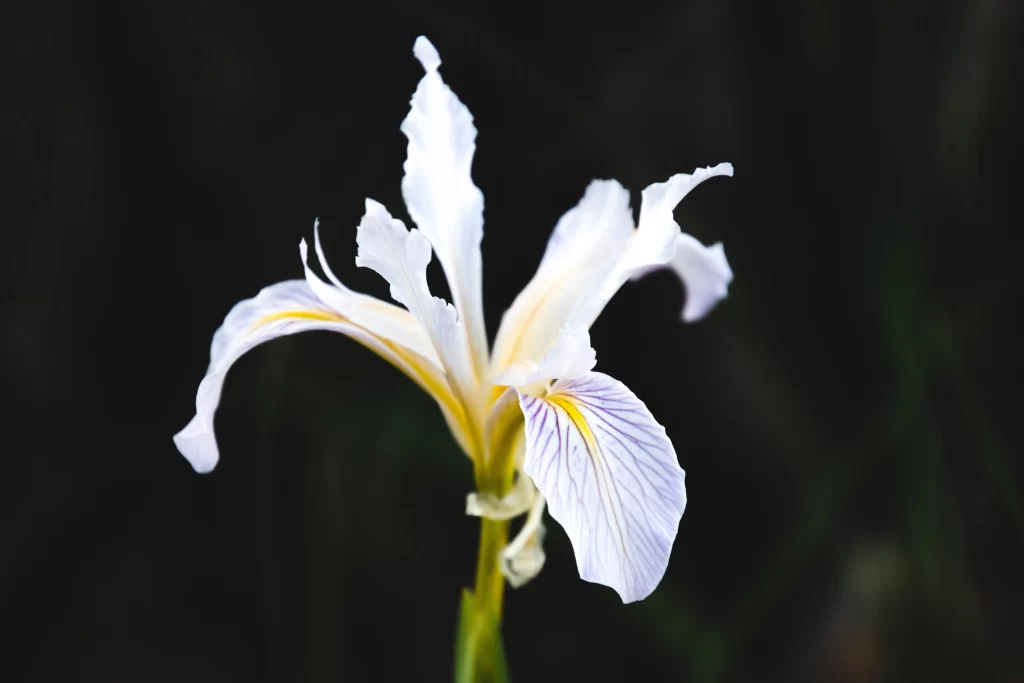 White Iris Petals Yellow Veins Dark Background