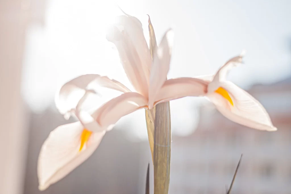 White Iris Petals Yellow Tips Delicate Backlit