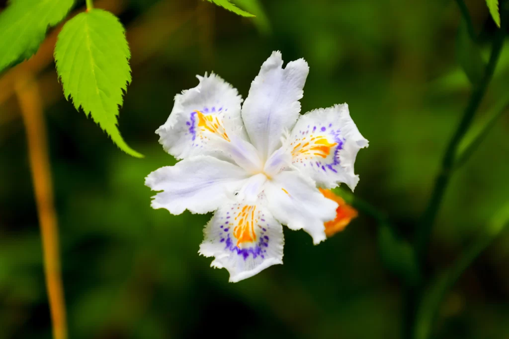 White Iris Purple Orange Petals Green Leaves