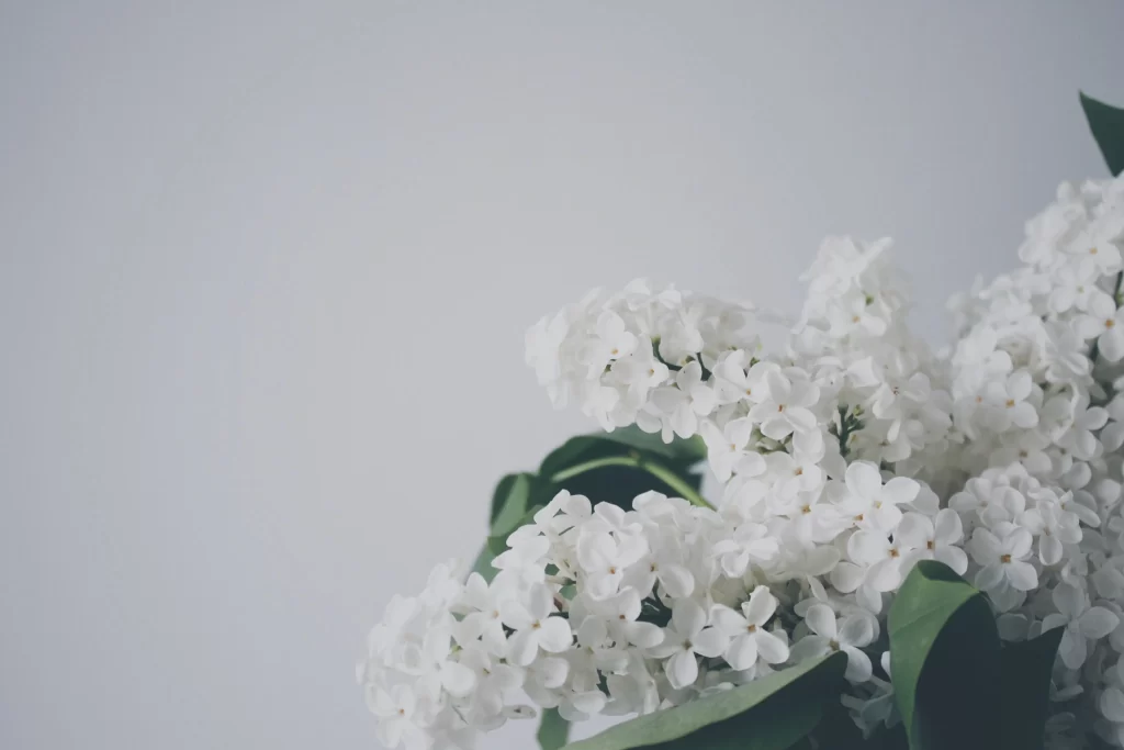 White Lilac Cluster Petals Green Leaves