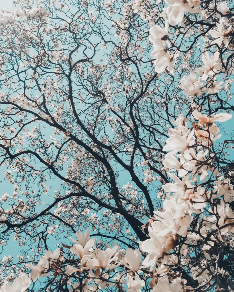 White Magnolia Blooms Petals Branches Blue Sky