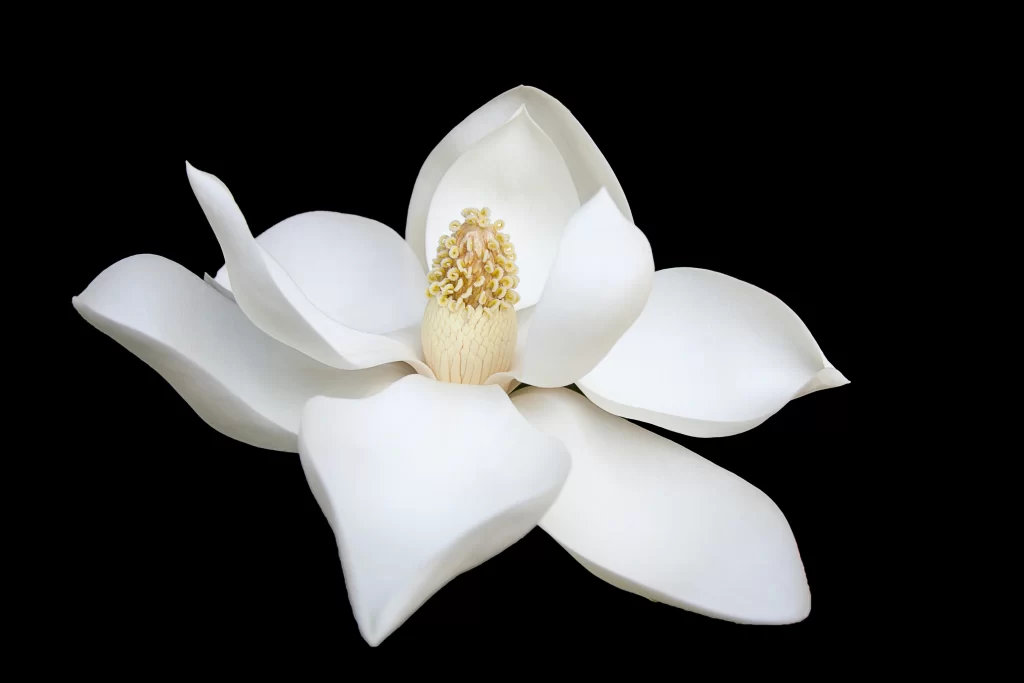 White Magnolia Petals Center Yellow